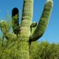 Séjour linguistique aux Etats-Unis - Las Vegas