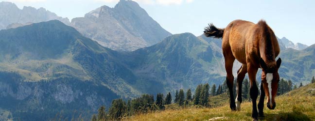 Stage pour professeurs-enseignants de langues en Autriche