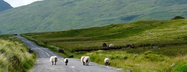 Galway (Région) - Immersion chez le professeur à Galway pour un adulte