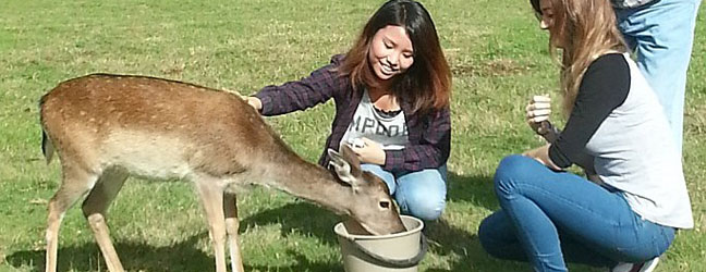 Ecoles de langues à Auckland pour un étudiant (Auckland en Nouvelle Zélande)